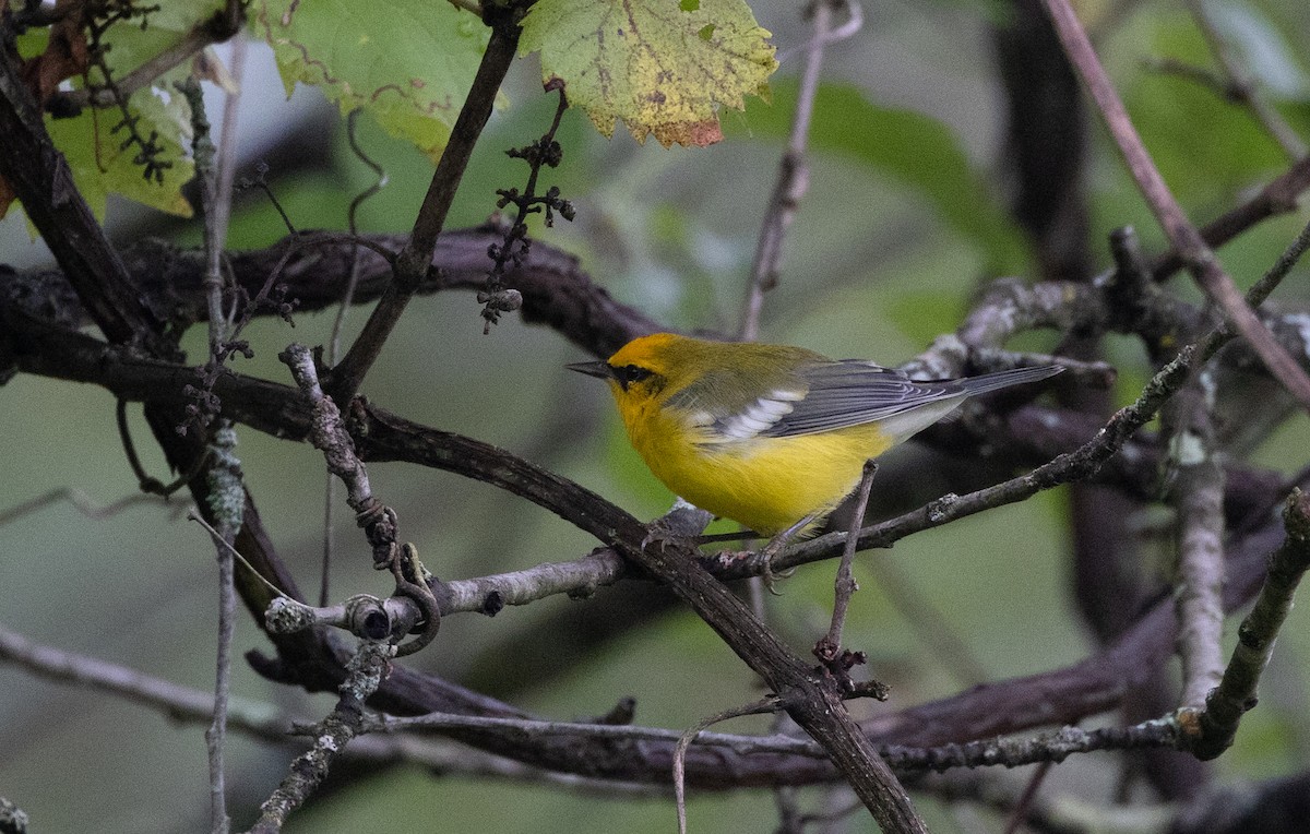 Blauflügel-Waldsänger - ML609148577