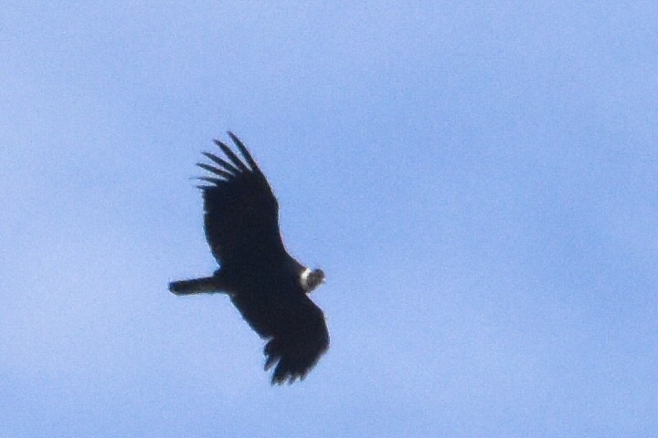 Andean Condor - ML609148579