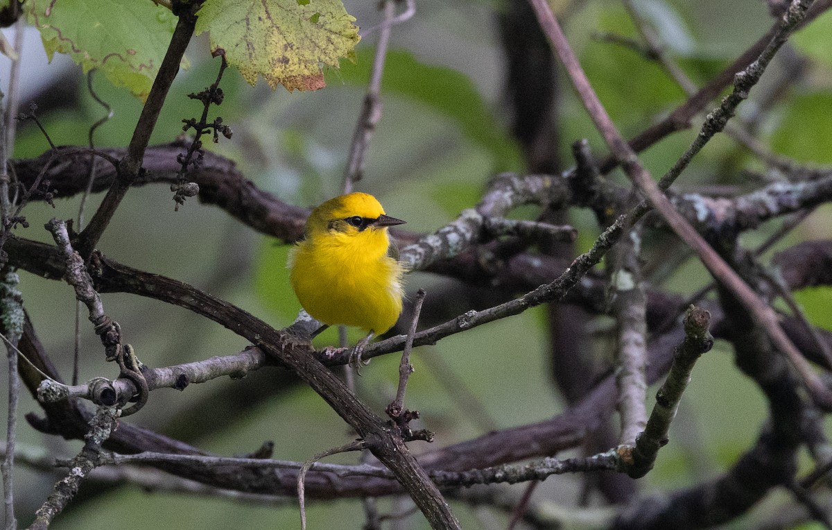 Blauflügel-Waldsänger - ML609148582