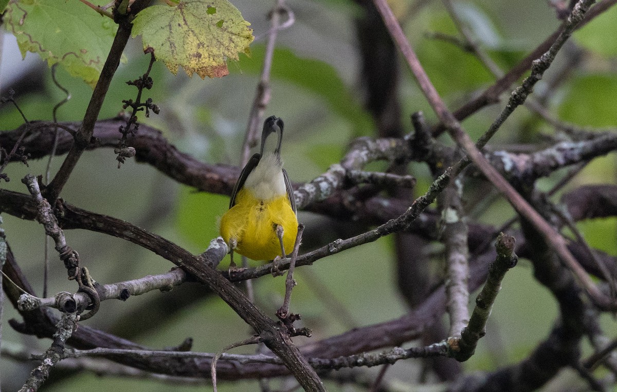 Blue-winged Warbler - ML609148583