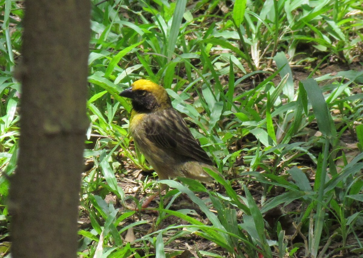 Bob-tailed Weaver - ML60914861