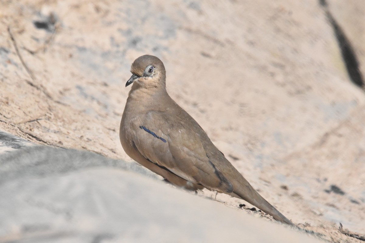 Picui Ground Dove - ML609148620