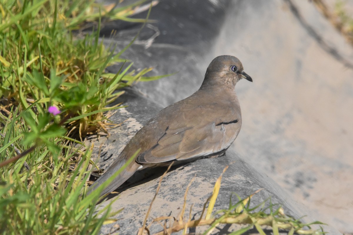 Picui Ground Dove - ML609148621