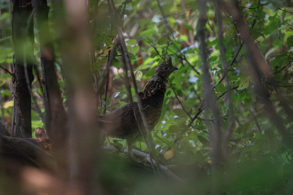 Ruffed Grouse - Ian Campbell