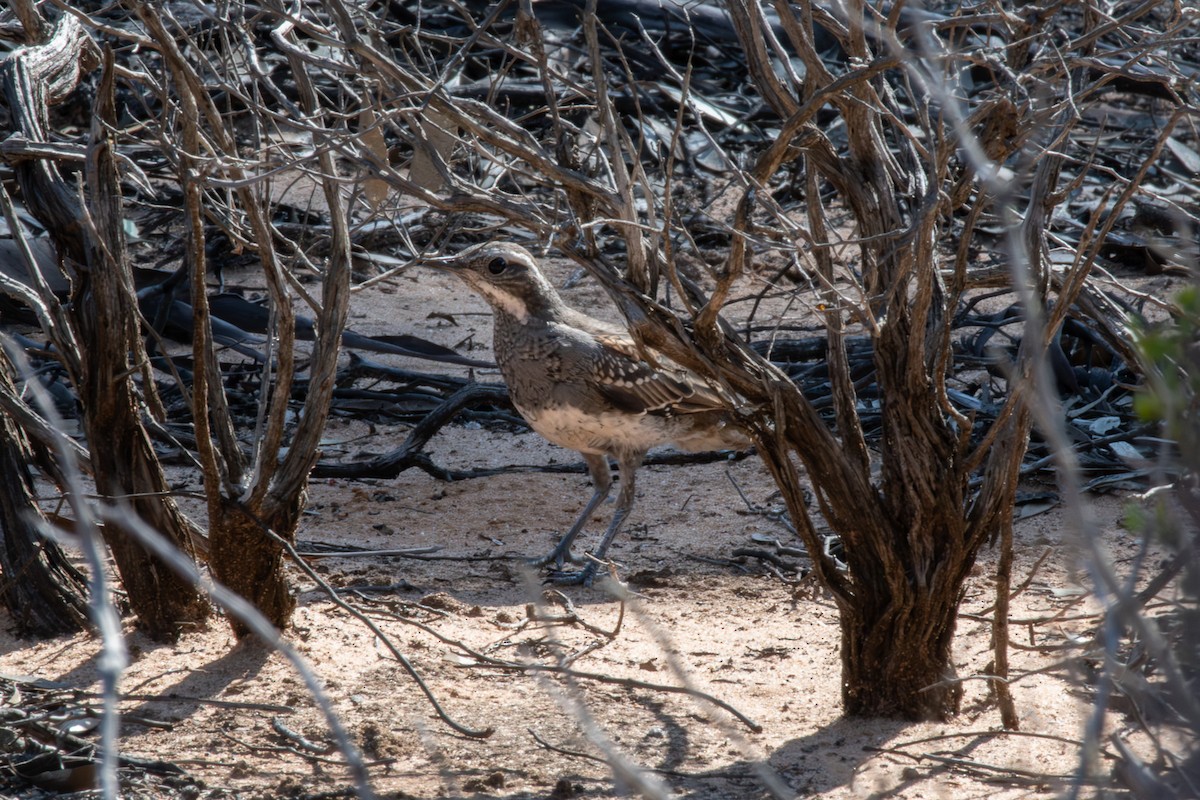 Copperback Quail-thrush - ML609148920