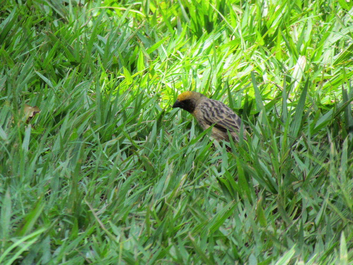 Bob-tailed Weaver - Zlatan Celebic