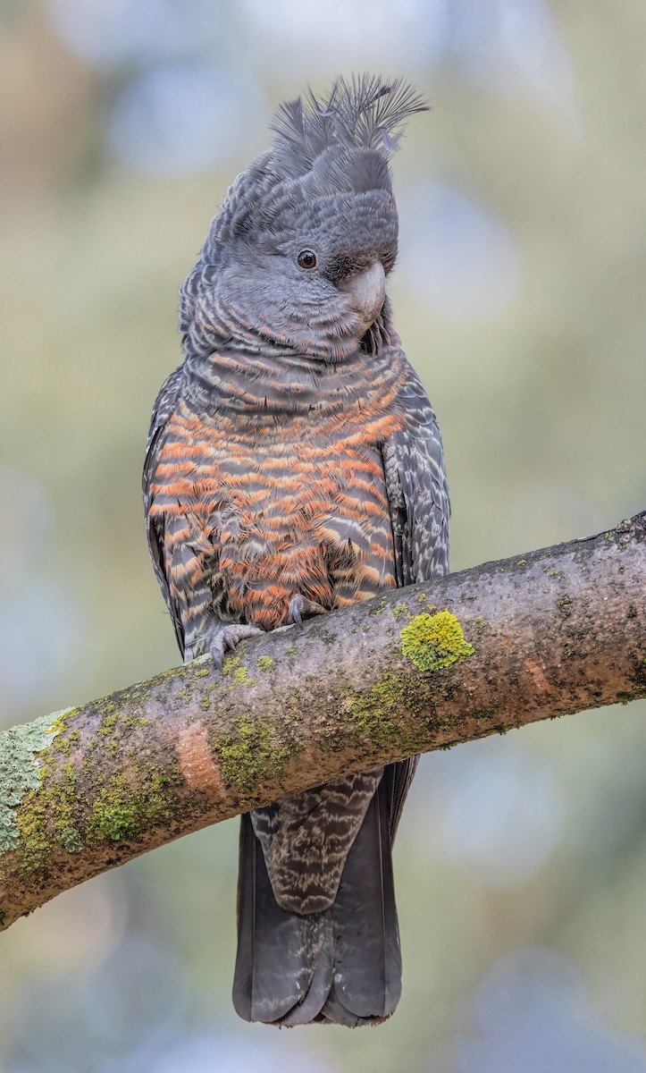 Gang-gang Cockatoo - ML609149034