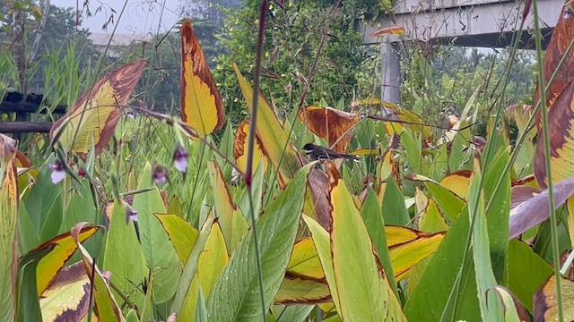 Ошейниковая веерохвостка - ML609149040