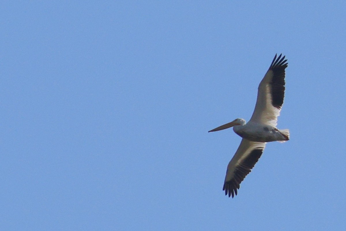 pelikán severoamerický - ML609149144