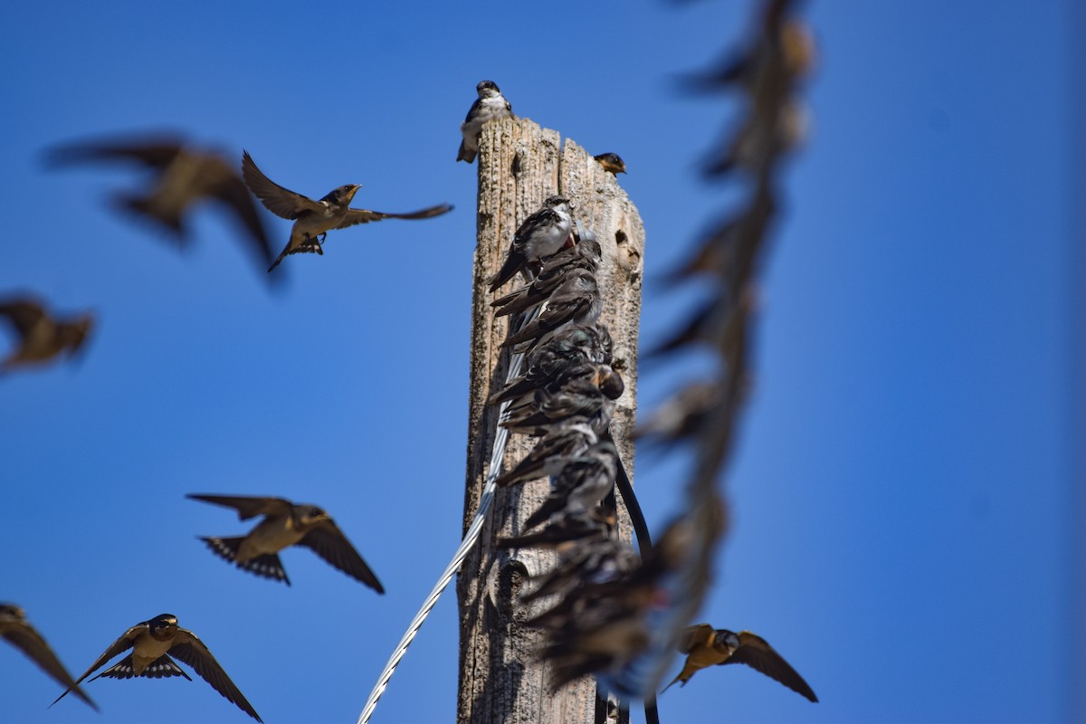 Tree Swallow - ML609149217