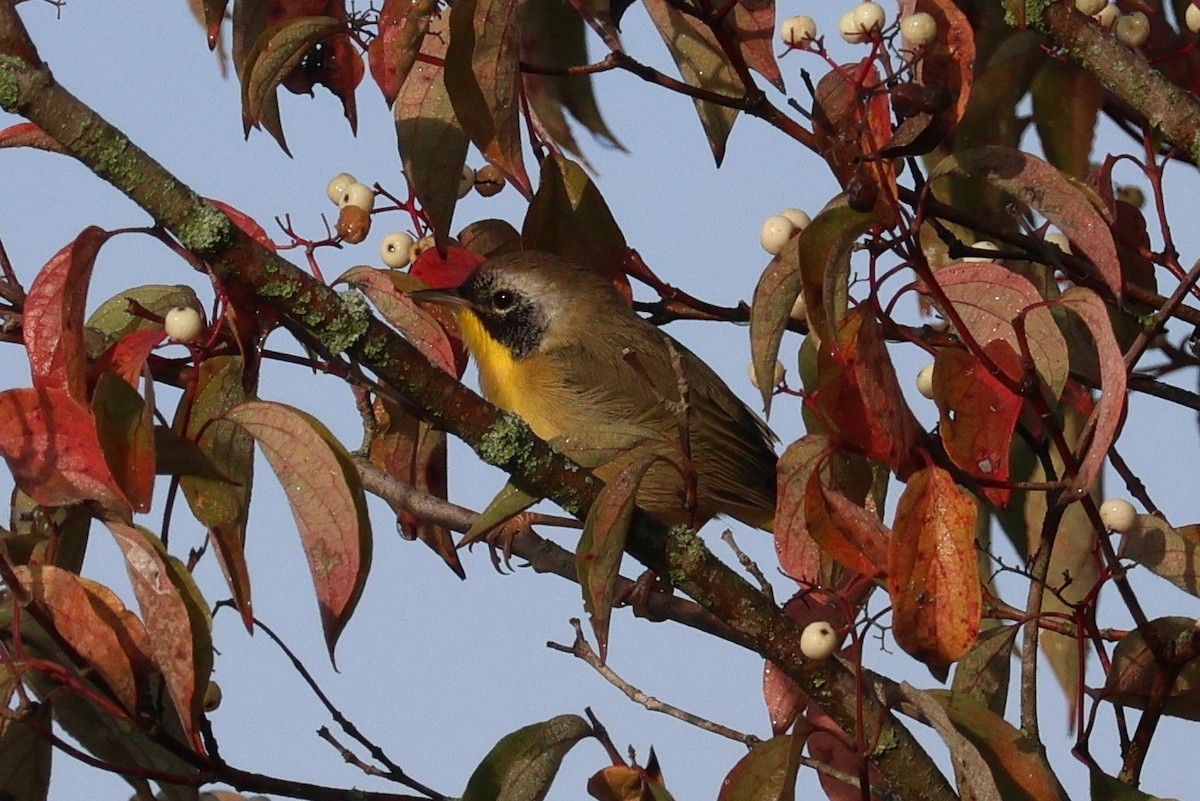 Common Yellowthroat - Judith Birkel