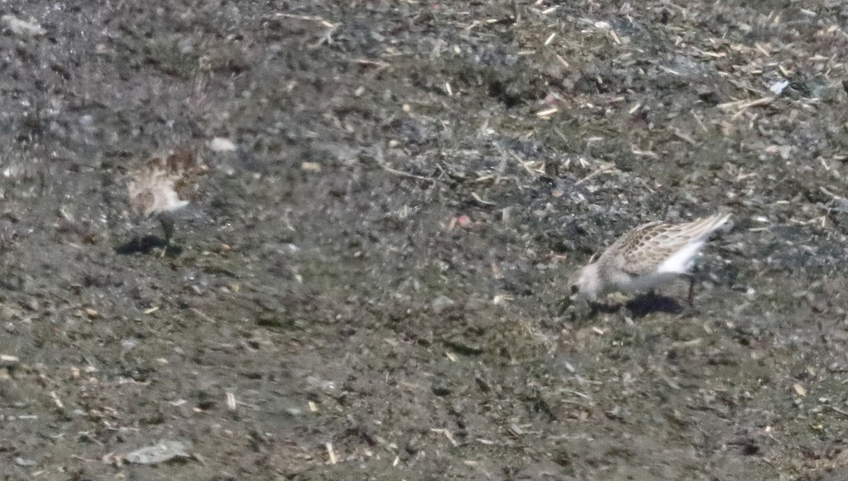 Semipalmated Sandpiper - ML609149382