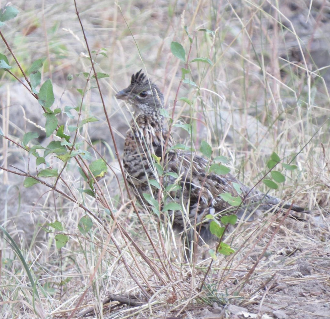 Ruffed Grouse - ML609149384