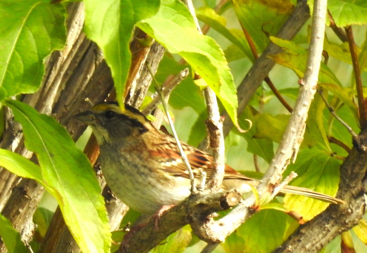 White-throated Sparrow - ML609149423