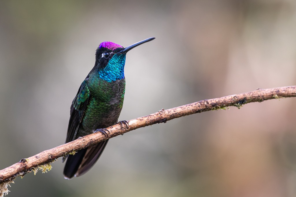 Talamanca Hummingbird - Andy Pollard / Falklands Nature