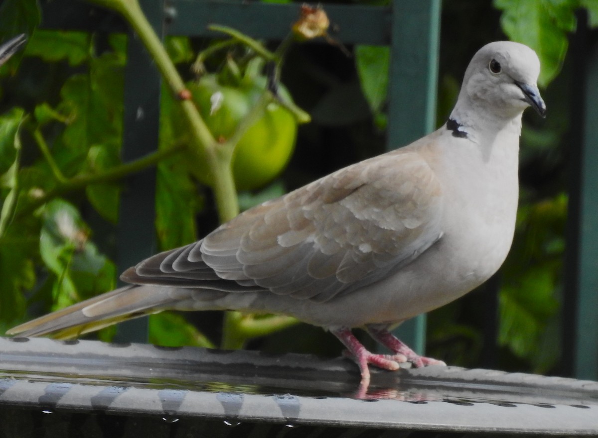 tyrkerdue - ML609149460