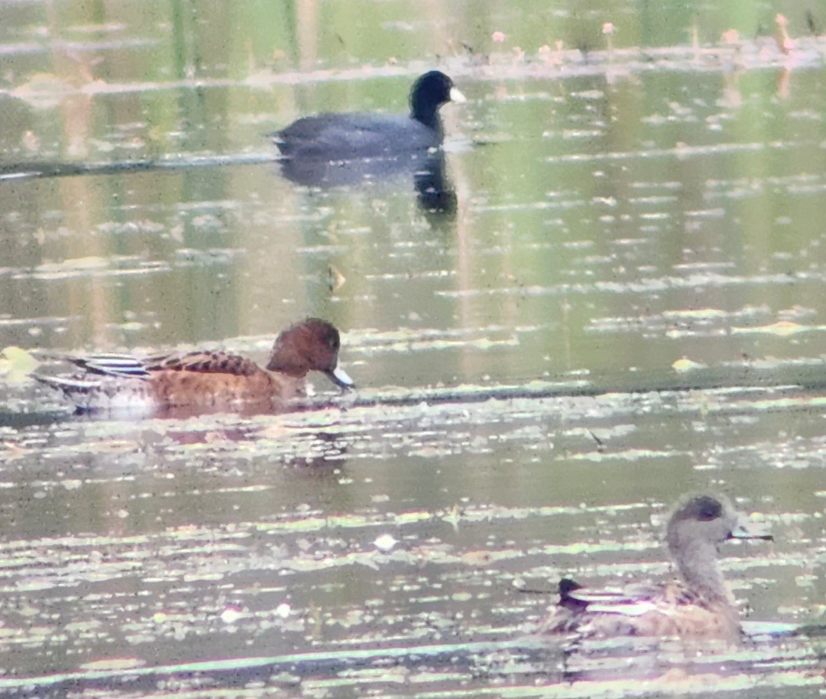 Eurasian Wigeon - ML609149504