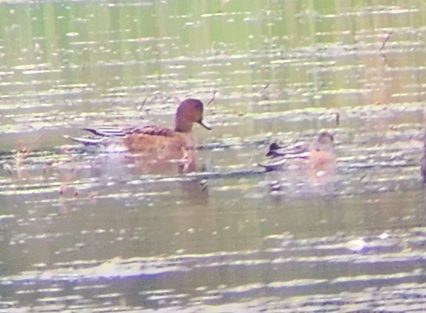 Eurasian Wigeon - ML609149518