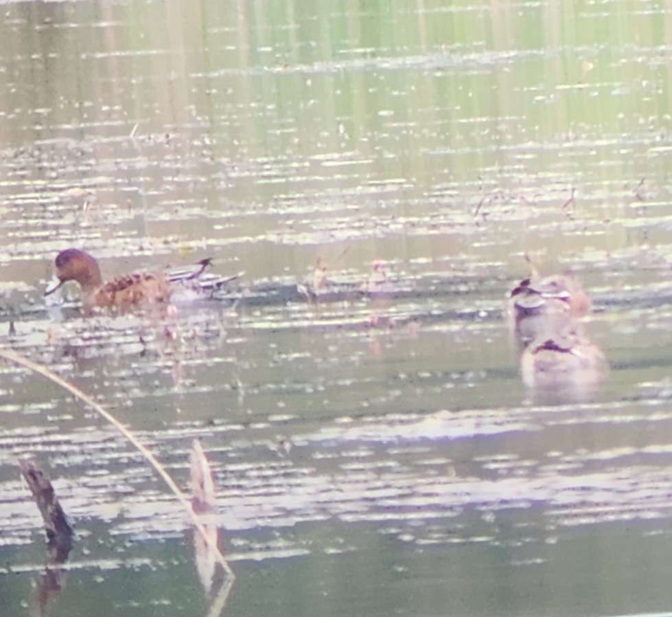 Eurasian Wigeon - ML609149530