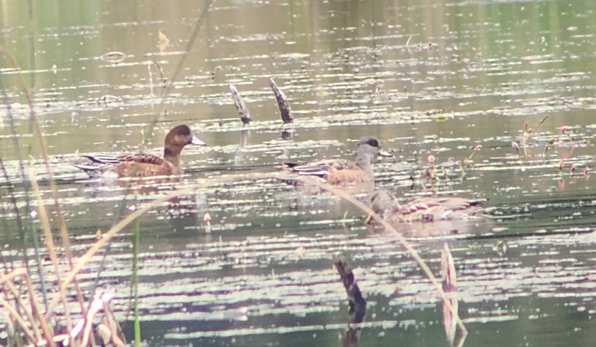 Eurasian Wigeon - ML609149544