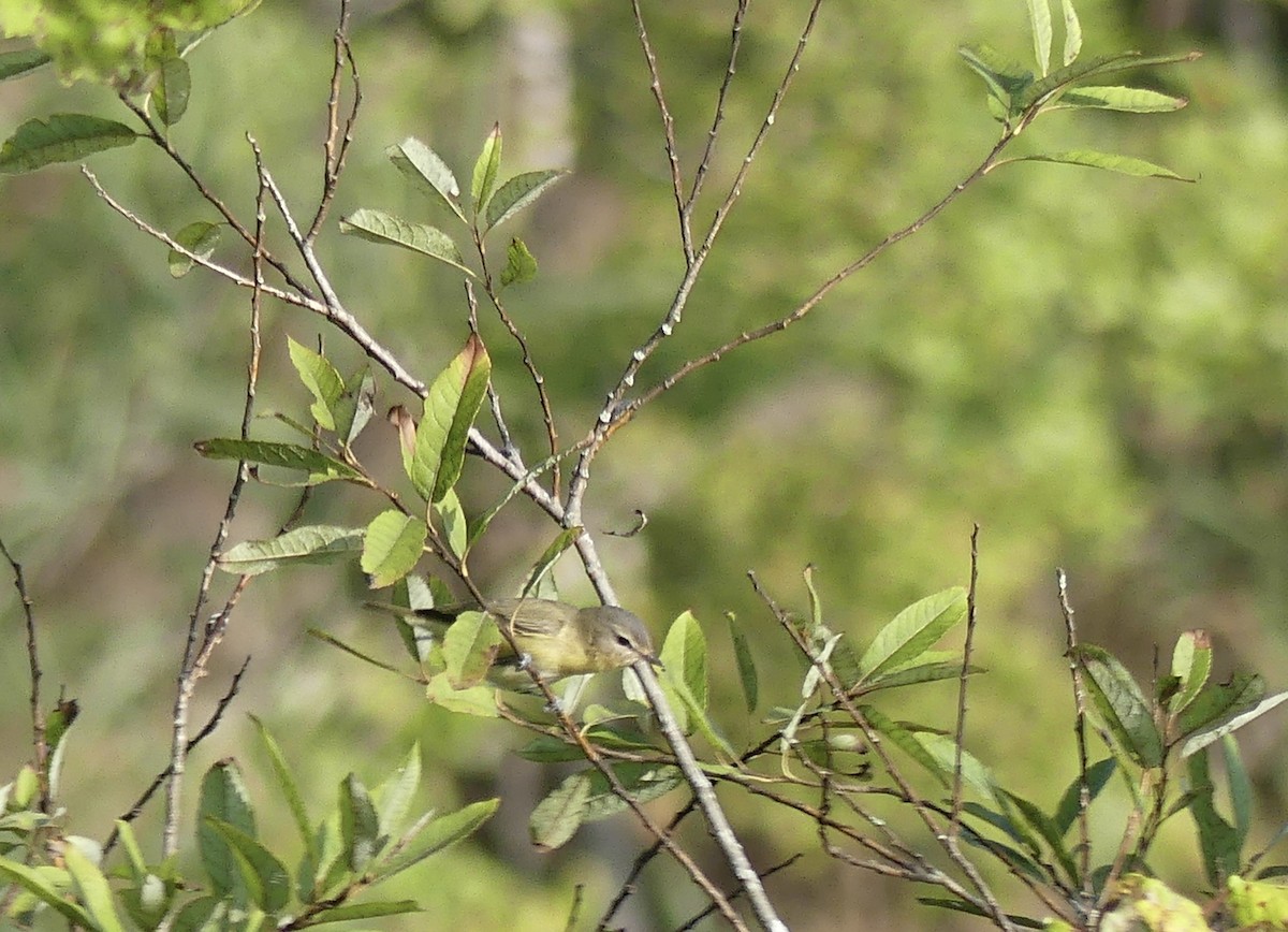 Philadelphia Vireo - ML609149546