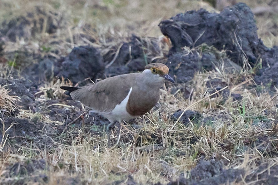 Brown-chested Lapwing - ML609149551