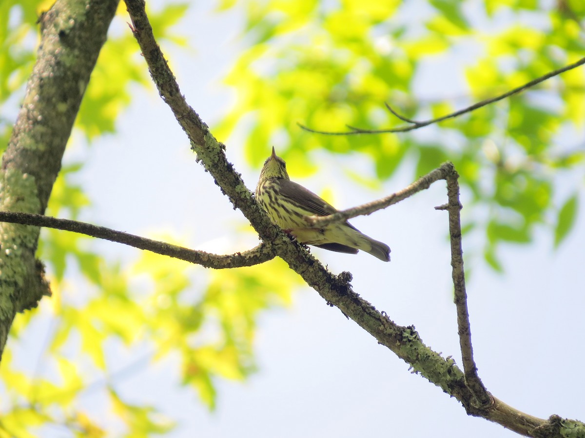 Northern Waterthrush - ML609149579