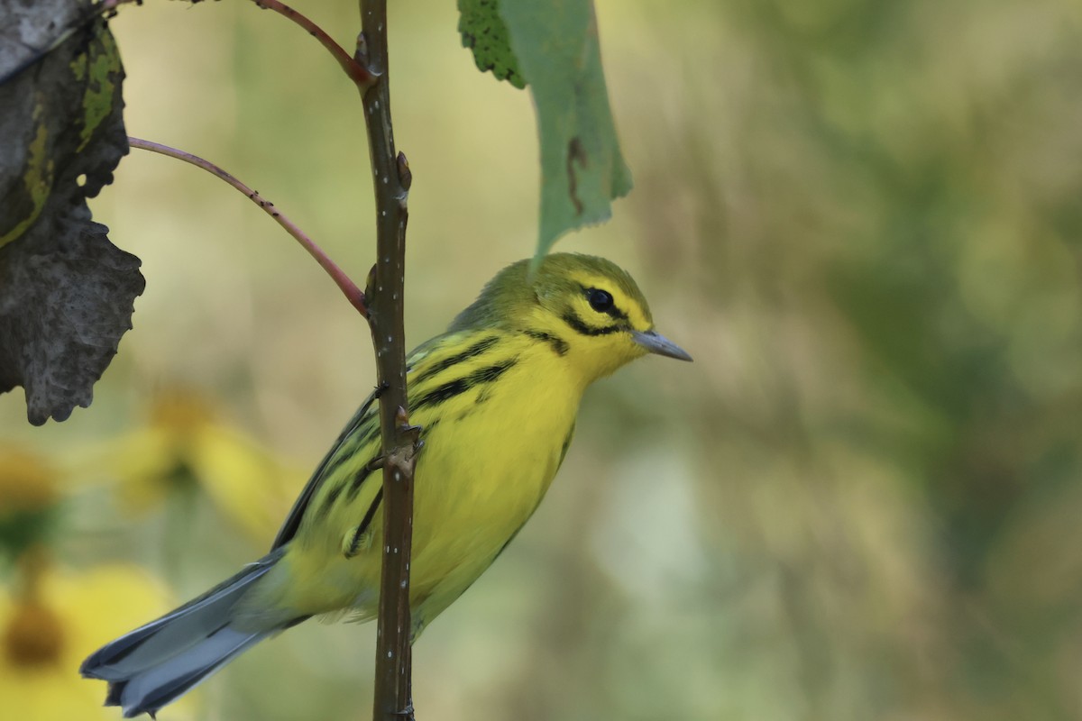 Prairie Warbler - ML609149620