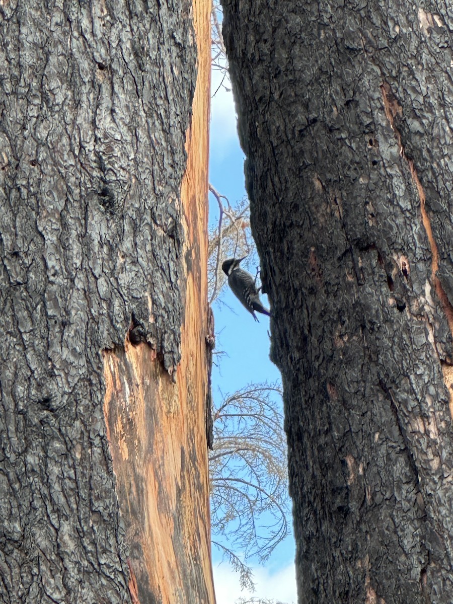 Black-backed Woodpecker - ML609149663