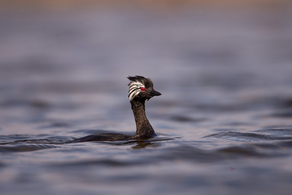 White-tufted Grebe - Martín  Perez