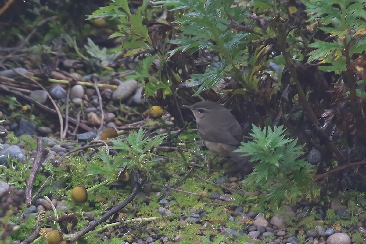 Dusky Warbler - ML609149706