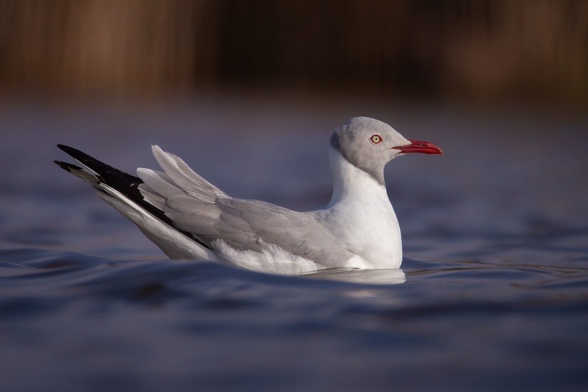 Gray-hooded Gull - ML609149711