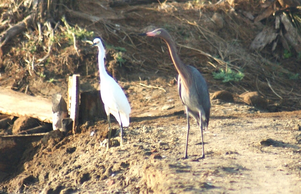 Reddish Egret - ML609149735