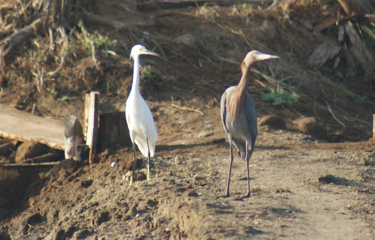 Reddish Egret - ML609149736