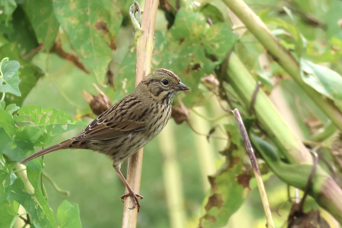 Lincoln's Sparrow - E R