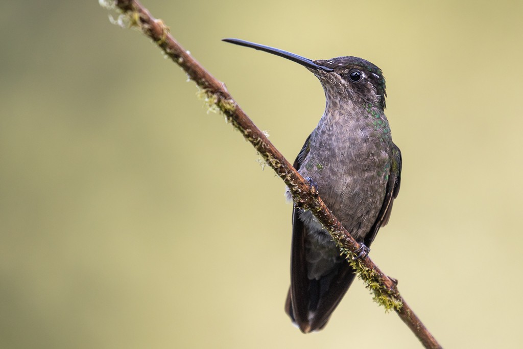 Talamanca Hummingbird - Andy Pollard / Falklands Nature