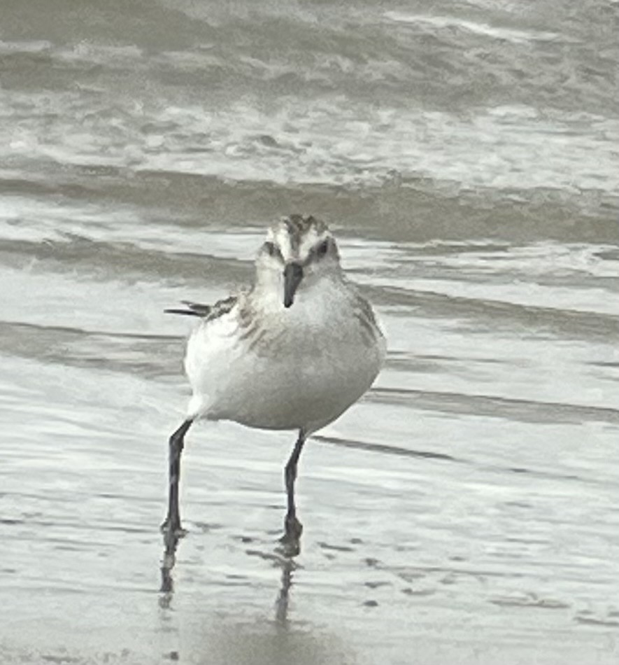 Semipalmated Sandpiper - Cheryl Huizinga