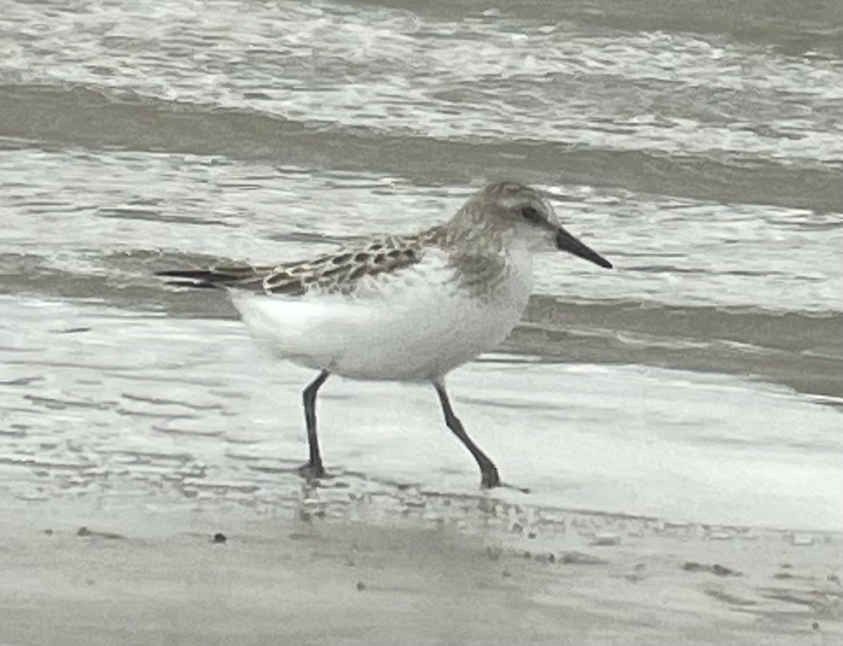 Semipalmated Sandpiper - Cheryl Huizinga