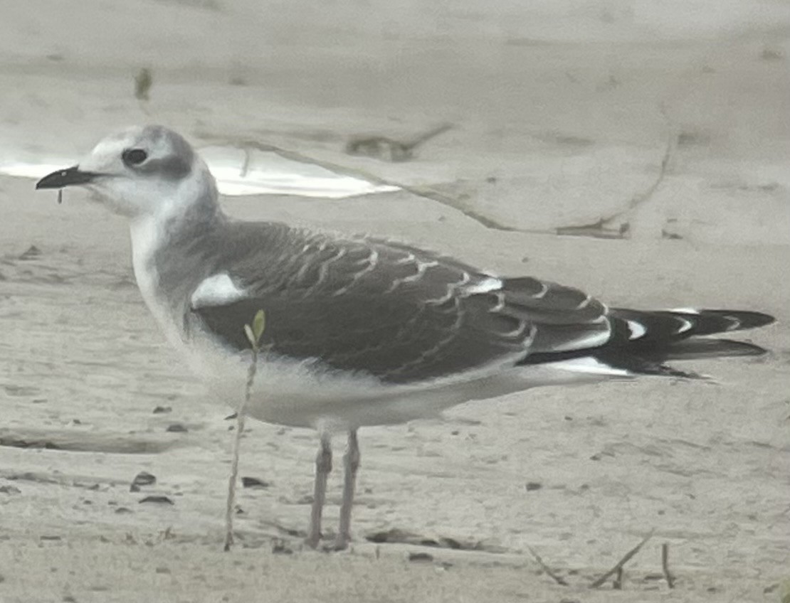 Sabine's Gull - Cheryl Huizinga