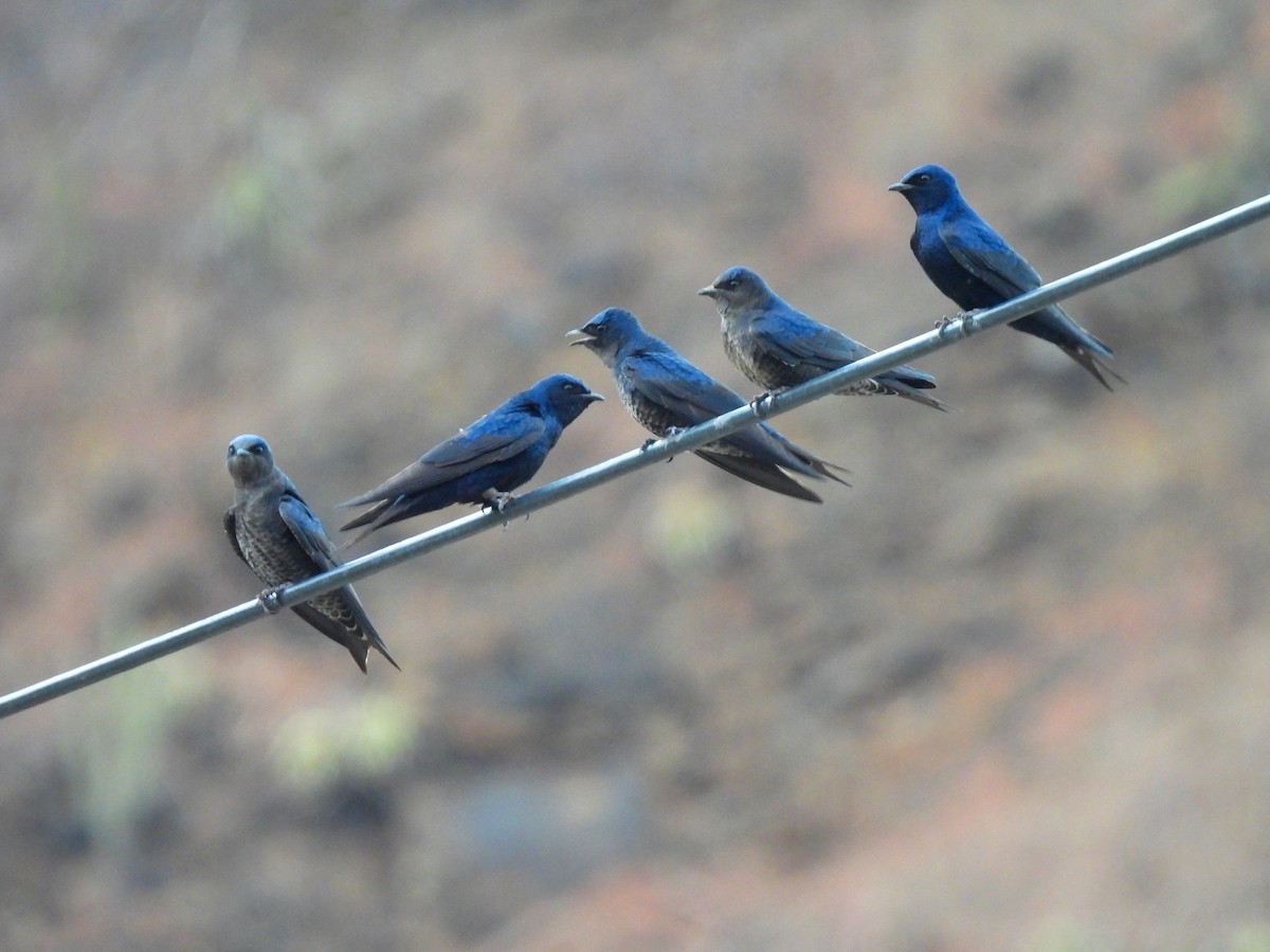 Purple Martin - ML609149906