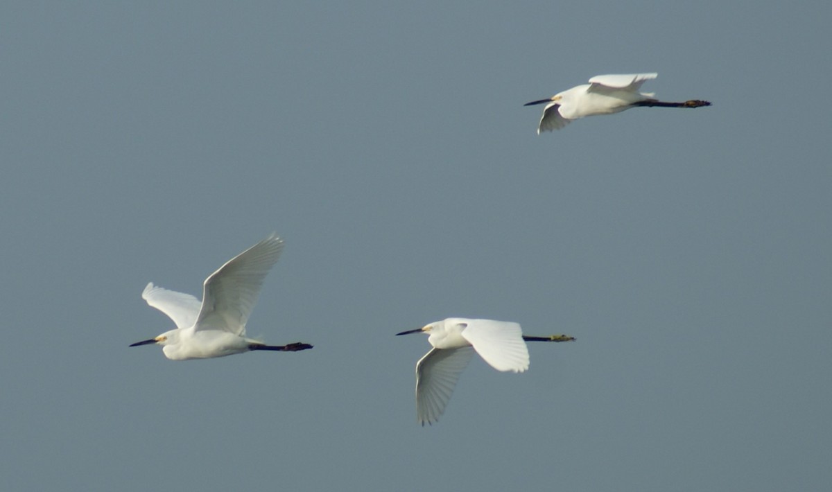 Snowy Egret - ML609149949