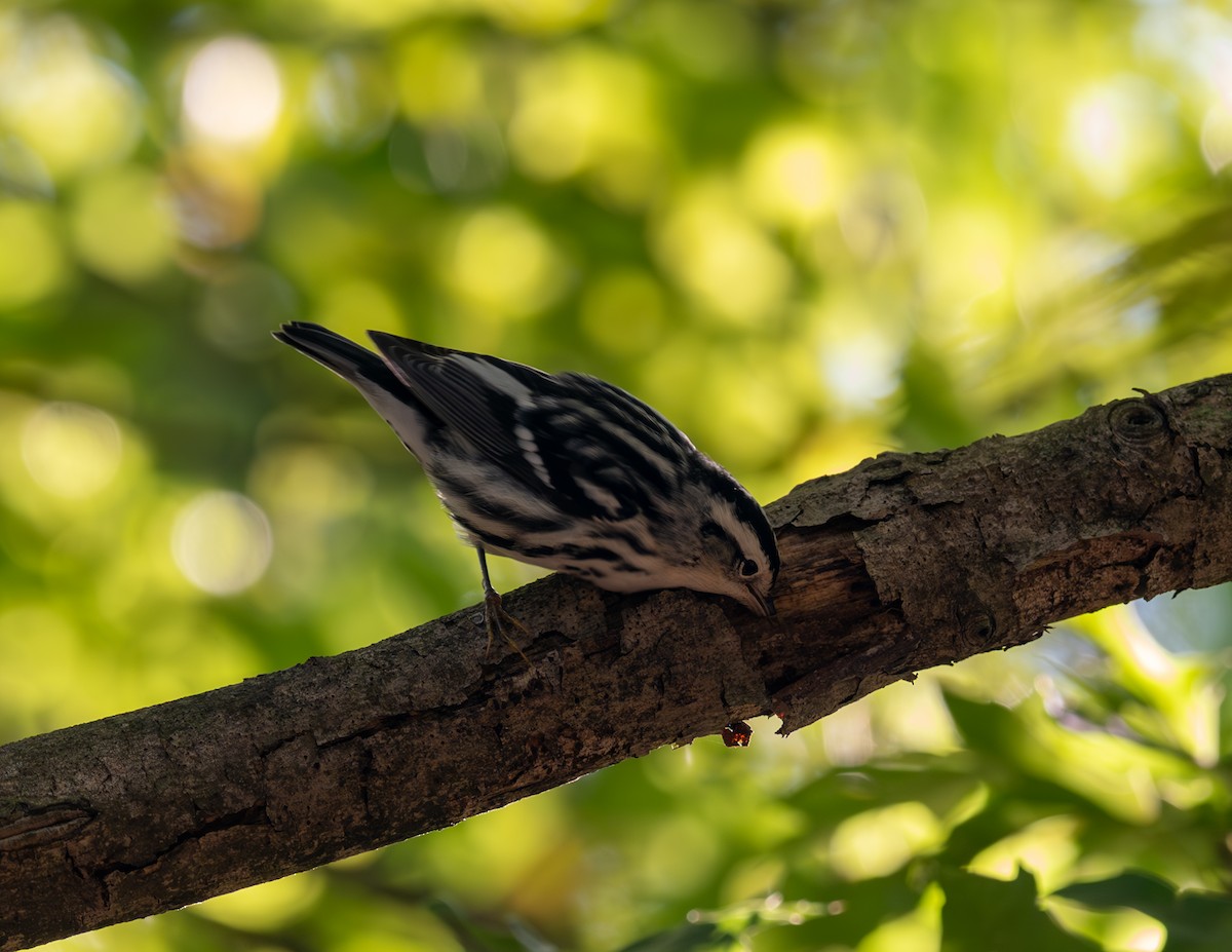Black-and-white Warbler - ML609149952