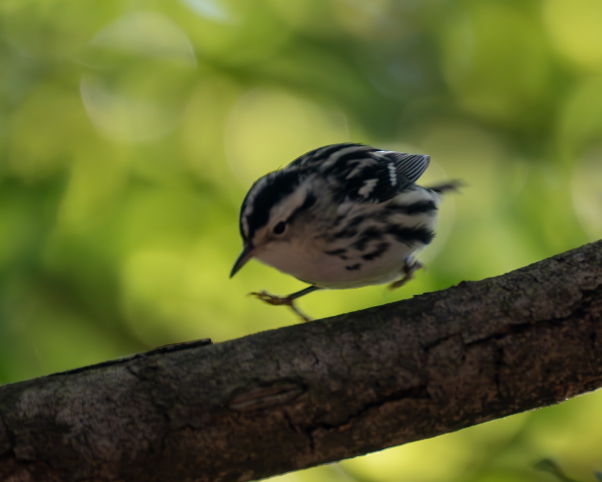 Black-and-white Warbler - ML609149953