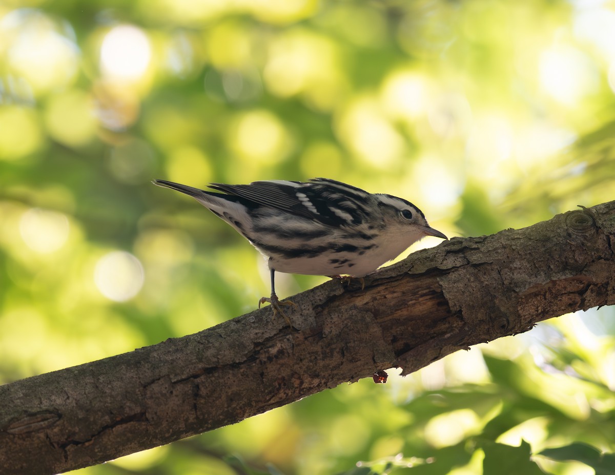 Black-and-white Warbler - ML609149954