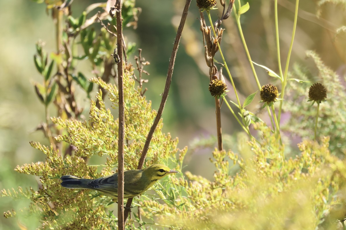 Prairie Warbler - E R