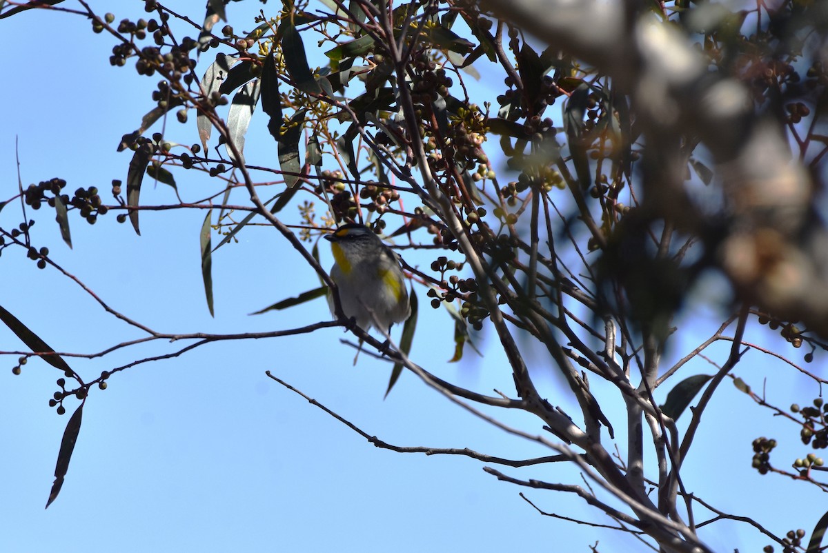 Striated Pardalote - ML609150161