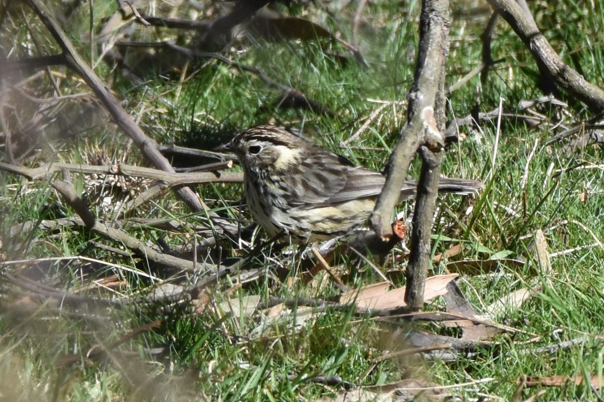 Speckled Warbler - ML609150168