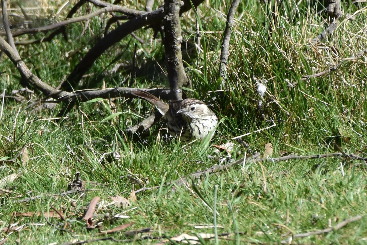 Speckled Warbler - ML609150169