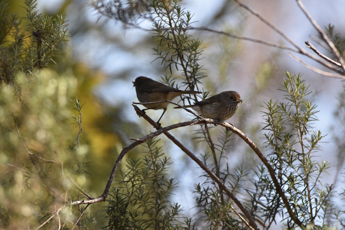 Brown Thornbill - ML609150173
