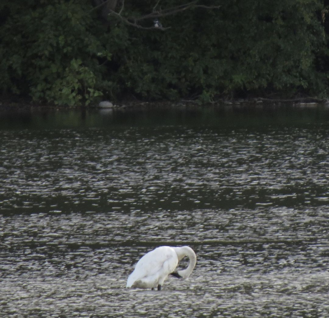 Cygne trompette - ML609150242